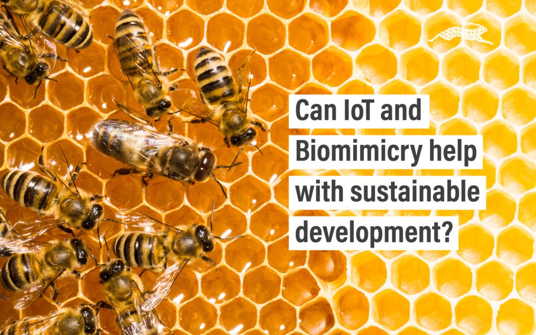 Can IoT and Biomimicry help with sustainable development?